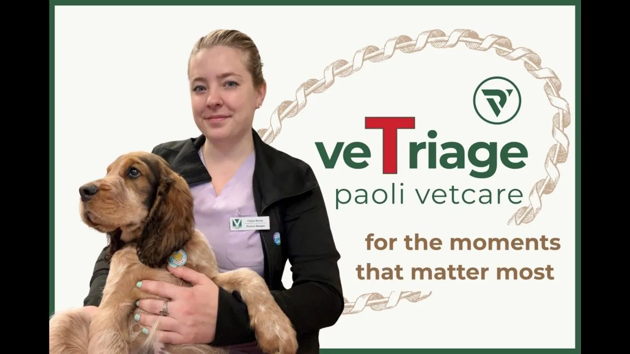 veTriage veterinary triage demo with a veterinary nurse and dog